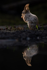 Refleksjon