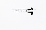 Whiteout