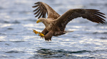 Haliaeetus Albicilla