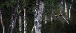 Gjøkeflukt i bjørkeskogen