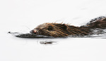 Bever i vannoverflaten