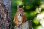 Let's Get Nuts!