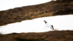 Lyden av fjellet
