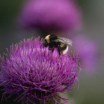 Sommer
