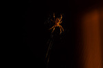 Night Hunter