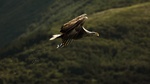 Flyvefisk