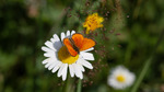 Orangegullvingen flyr fra blomst til blomst