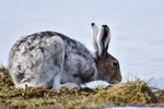 Hare i skifte av farge vinter til sommer