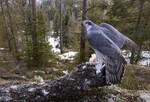 Vår i haukeskogen 