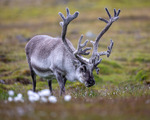Myrull og Svalbardreinsbukk