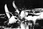 Chasing tail