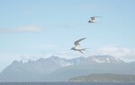 rødnebbterner på matjakt