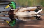 Speilbilde
