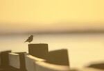 steinskvett i solnedgang