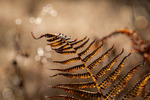 Golden Fern