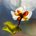 Multeblomst