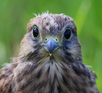 Tårnfalkportrett