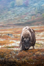 Moskus i høstfarger