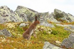 Hare
