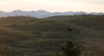 Gjøk ved foten av Hardangervidda