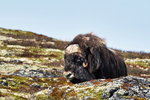 Kongen av Dovre