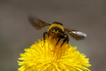 The Pollinator
