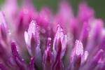Pink Heaven