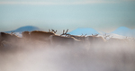 Snart vinter i villreinfjellet