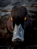 The look