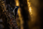 Tretåspett i gammelskogen
