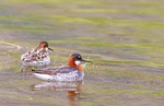Svømmesnipe