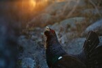 De første solstrålene på spillplassen