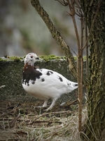 Vinterdrakt