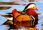 Mandarinand