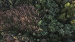 Skogen