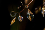 Starry Morning Dewdrops