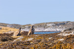 Havørn i fjæra
