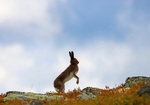 Hare