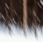 Snøvær i bjørkeskogen