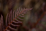 Deep Autumn Colors
