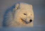 Sola er tilbake på Svalbard
