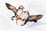 Lundefight