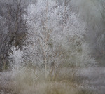 Høstens første rimfrost