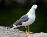 Kritisk blikk