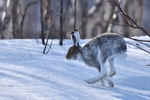Hare på Glåmos i mai.