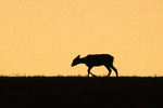 Midnight walk in the fields.. 