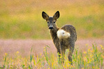 Sommereng i oktober 