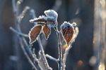 Frosted Birch at Sunrise