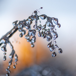Høst møter vinter