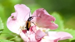 Stenurella melanura